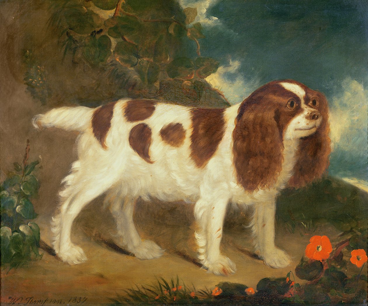 King Charles Spaniel af William Thompson
