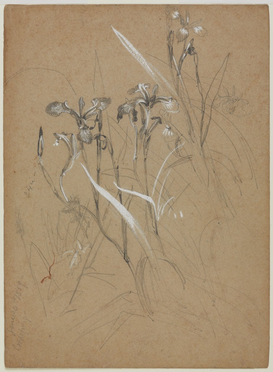 Planteundersøgelse, 30. juni 1859 (grafit og kinesisk hvidt på solbrunt papir) af William Trost Richards