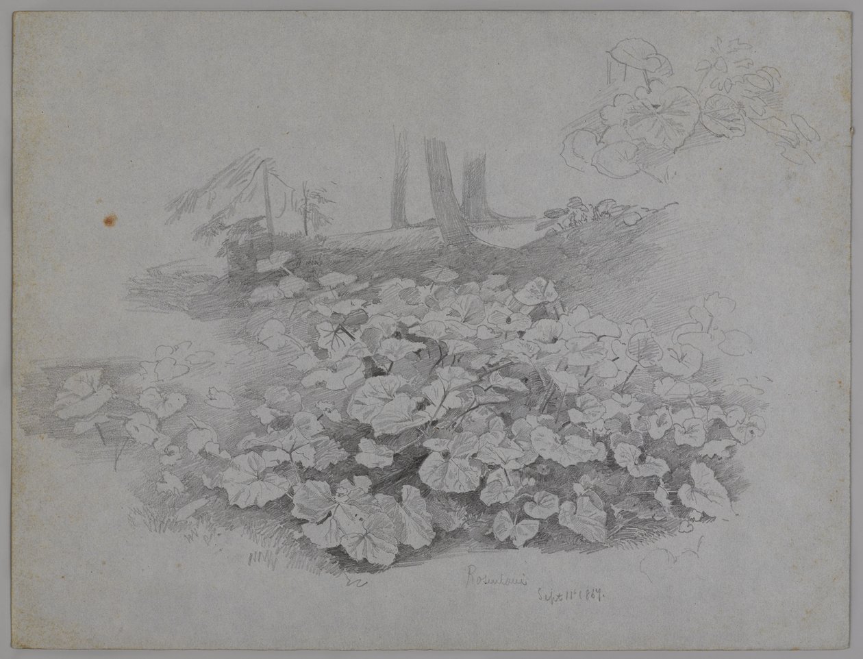 Planteundersøgelse, 11. september 1867 (grafit på blåt papir) af William Trost Richards