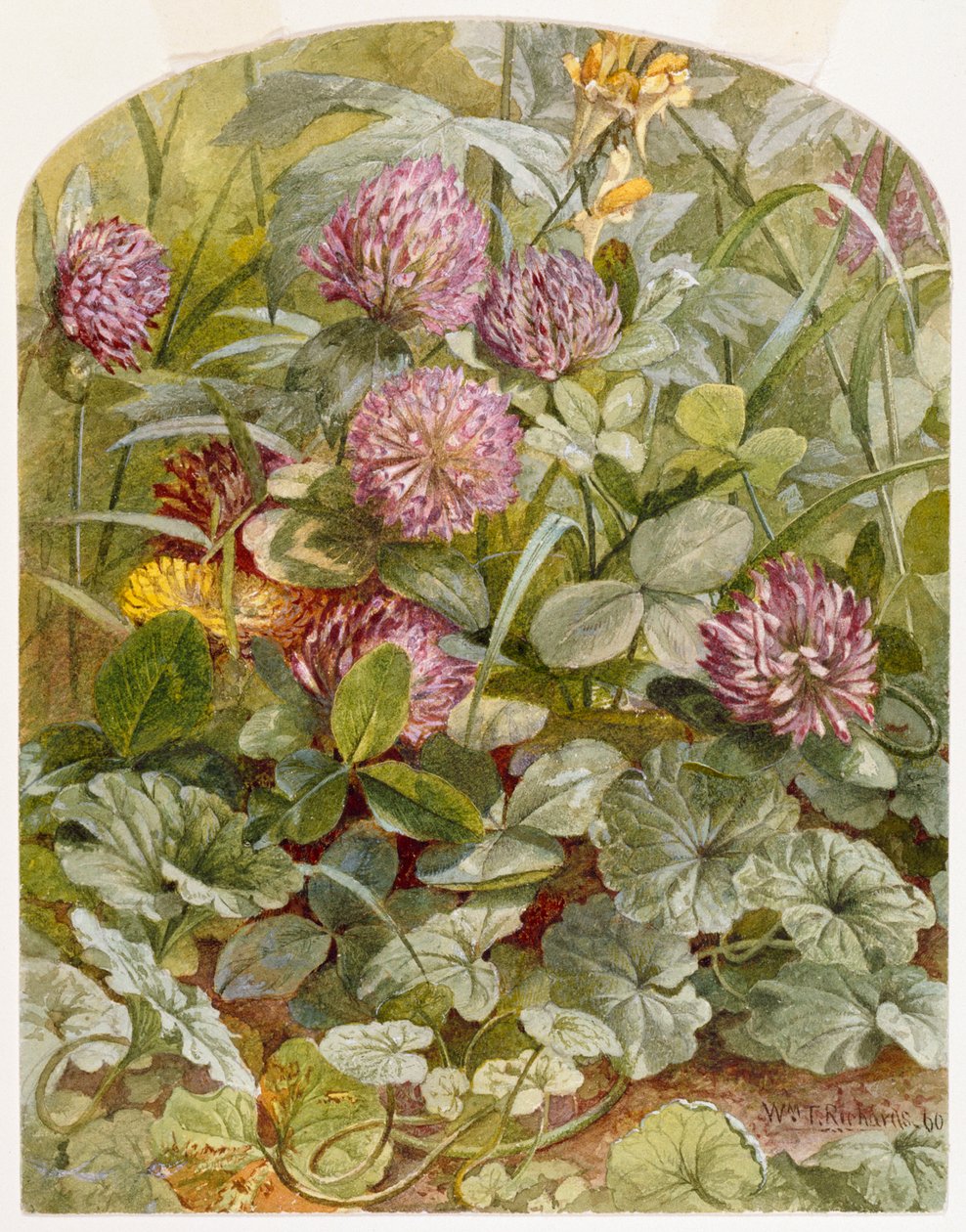 Rødkløver med smør-og-æg og malet efeu, 1860 (blyant og wc på papir) af William Trost Richards