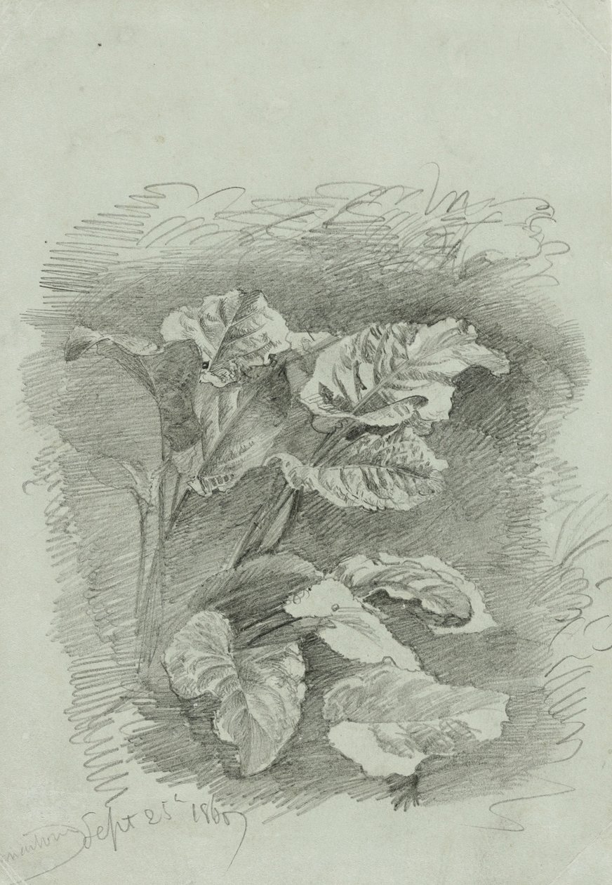 Studie af en plante, 1867 (grafit på grønt vævet papir) af William Trost Richards