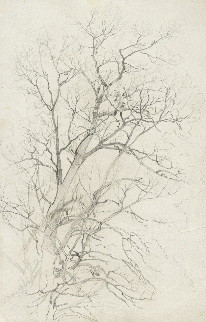 Træ, 1866 (grafit på gråt vævet papir) af William Trost Richards