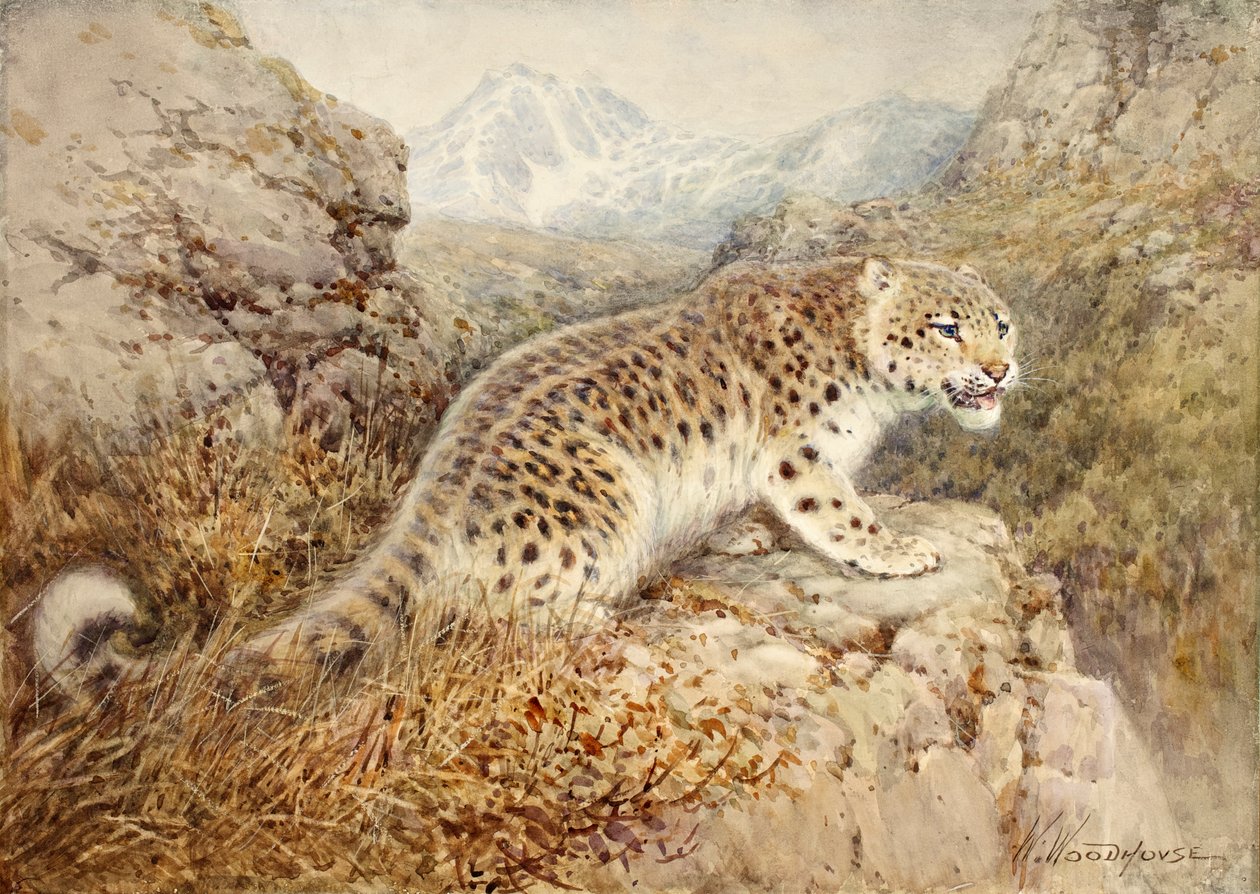 Sneleopard, ca. 1920 af William Woodhouse
