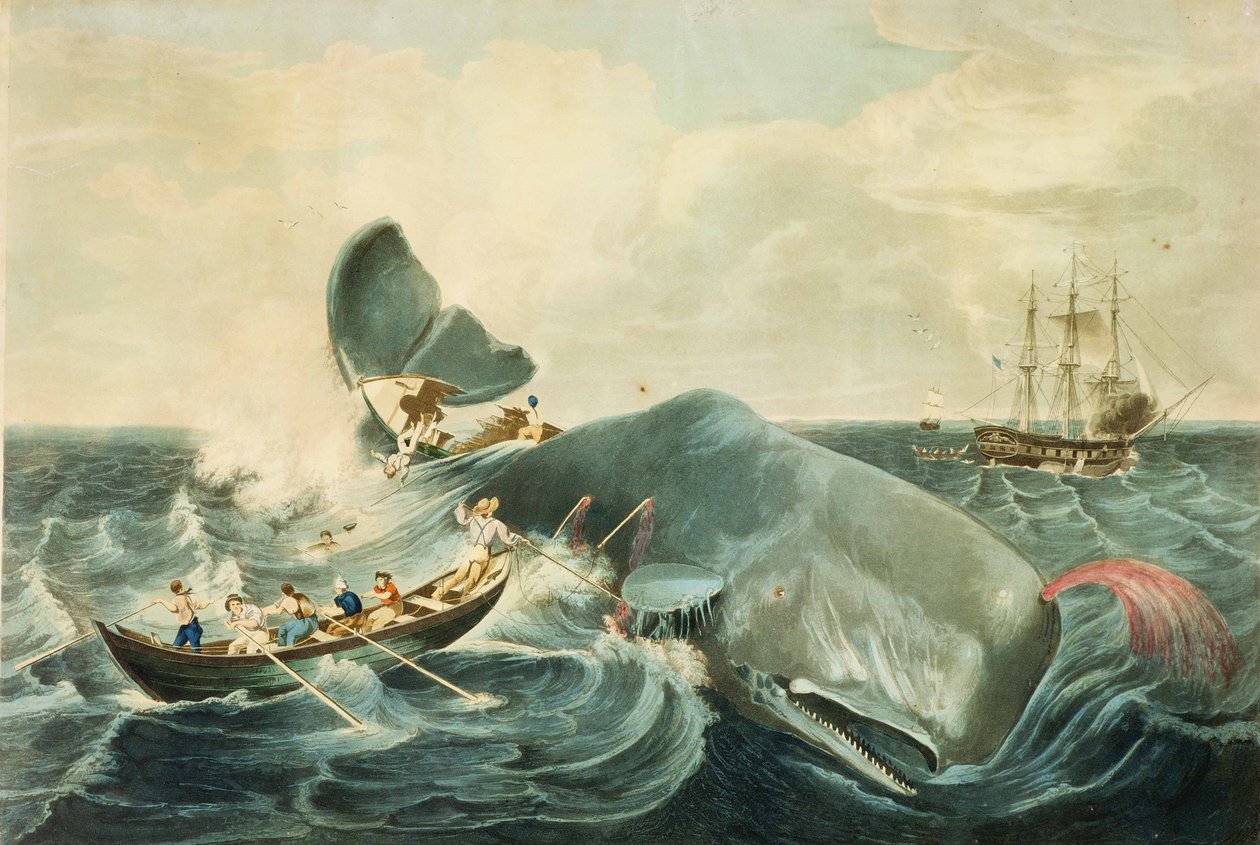 Capturing a Sperm Whale, graveret af J. Hill, udgivet 1835 (farveakvatinte) af William (after) Page