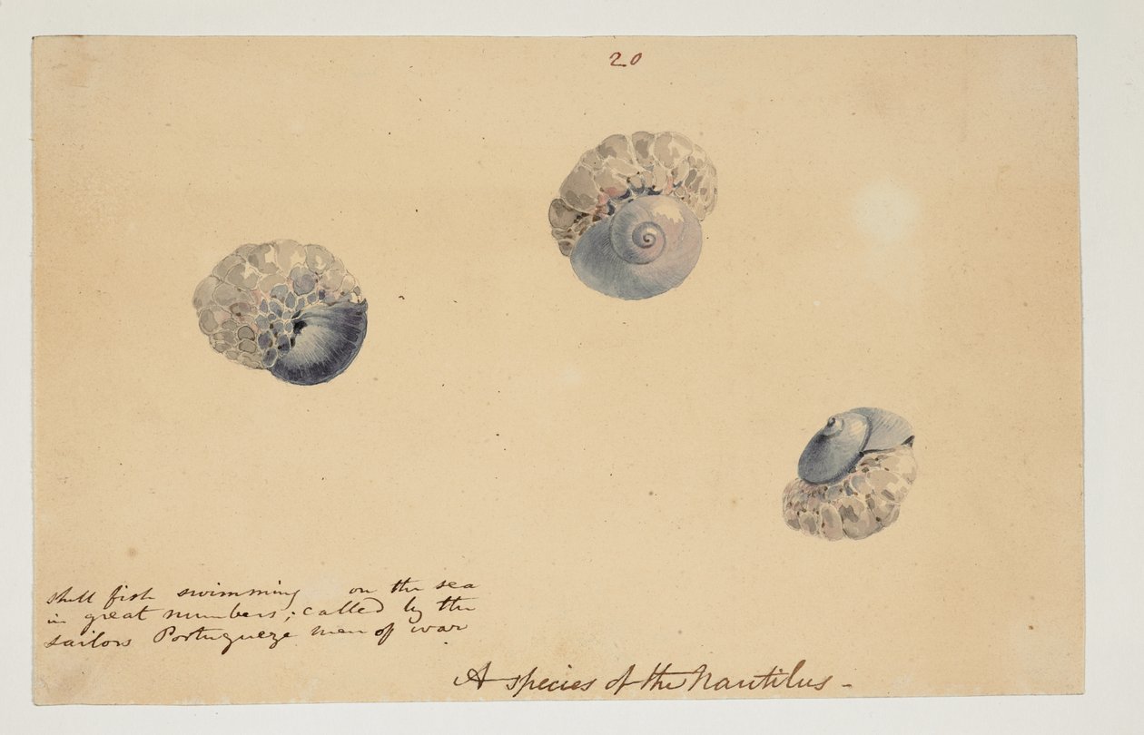 WD 961 f.20 af William Alexander
