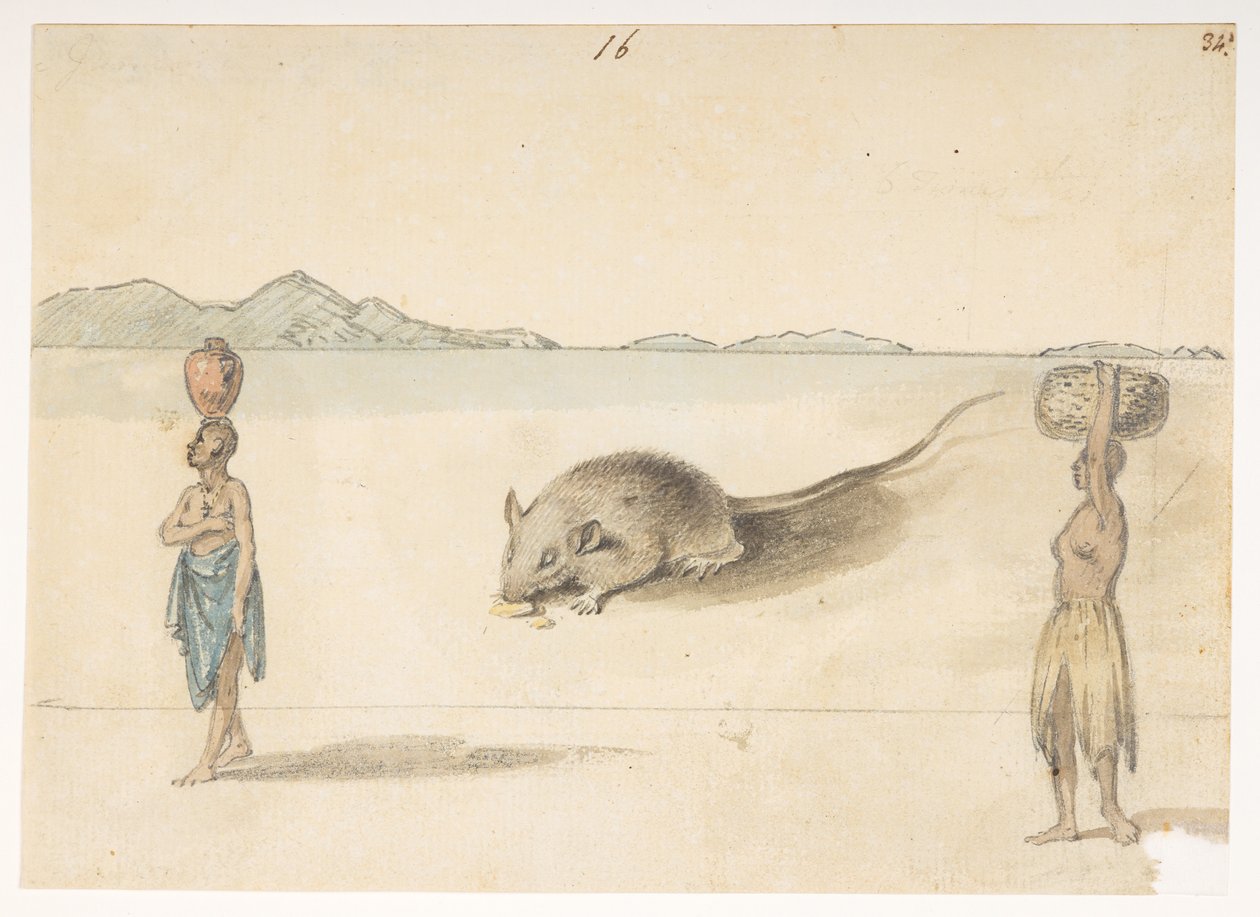 f.3 16 Mus. Indbyggere sandsynligvis i St. Jago. Bagpå: blæksprutte. »Mave af den samme fisk. Skitsen mærket F hører til denne.
