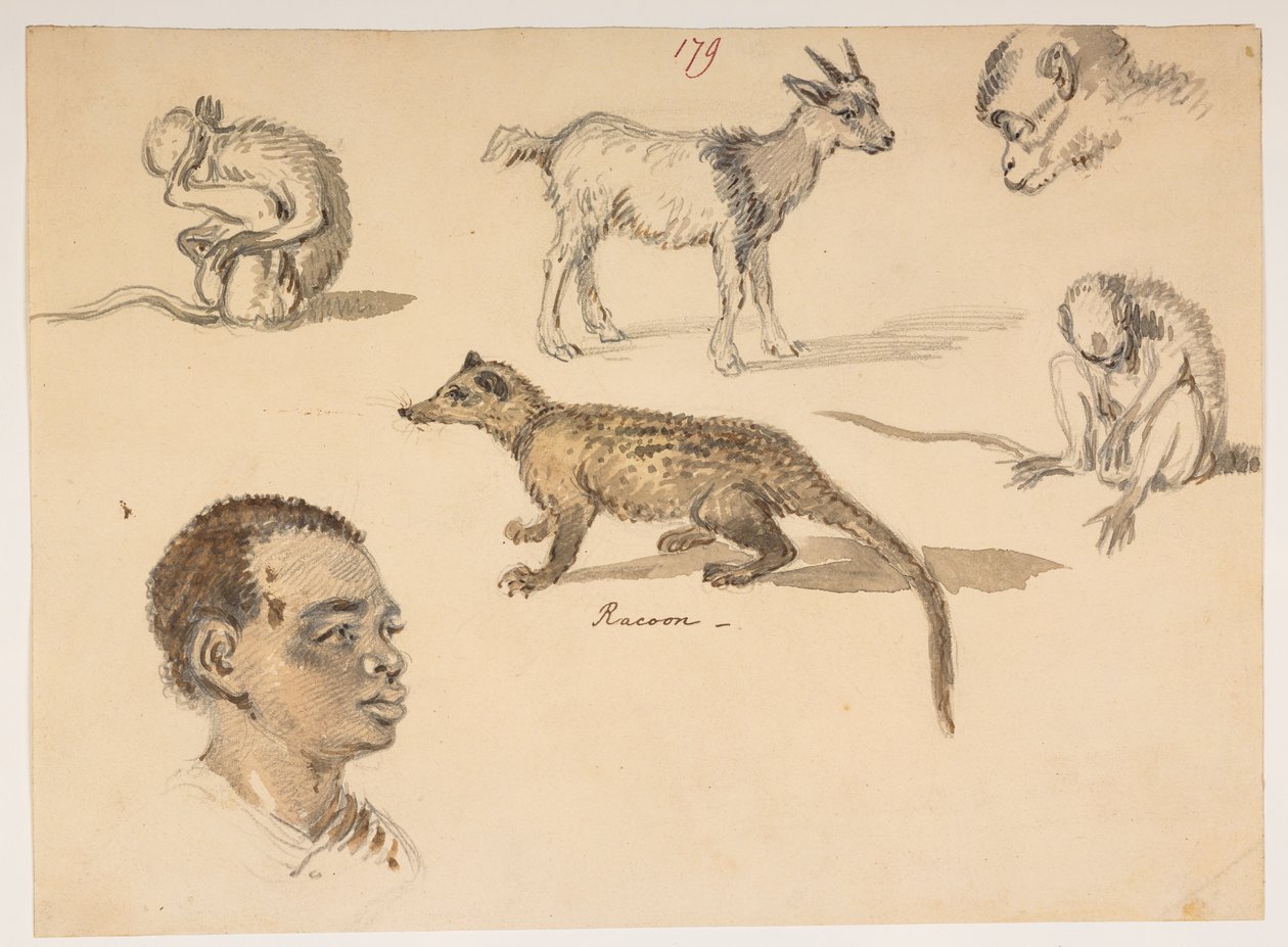 f.65 179 Mandshoved, vaskebjørn, ged og aber, fra et album med 372 tegninger af landskaber, kystlinjer, kostumer og hverdagsliv lavet under Lord Macartneys ambassade til kejseren af Kina, mellem 1792 og 1794 (blyant og akvarel på papir) af William Alexander