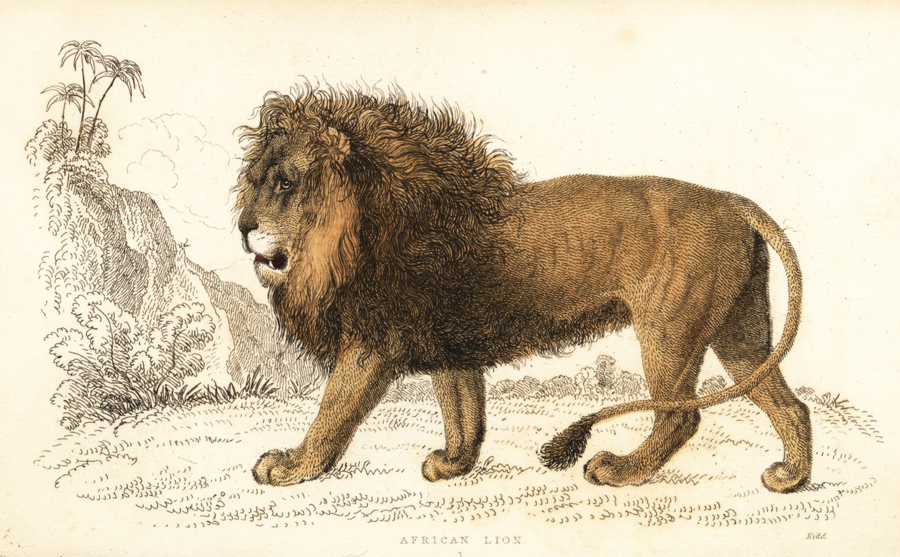 Afrikansk løve, Panthera leo. Sårbar. ,1834 (gravering) af William Alexander Forbes