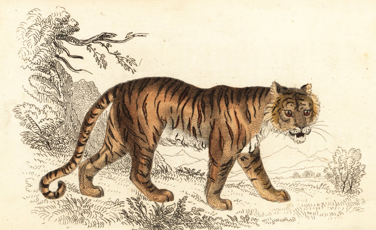 Bengalsk tiger, Panthera tigris tigris., 1834 (gravering) af William Alexander Forbes