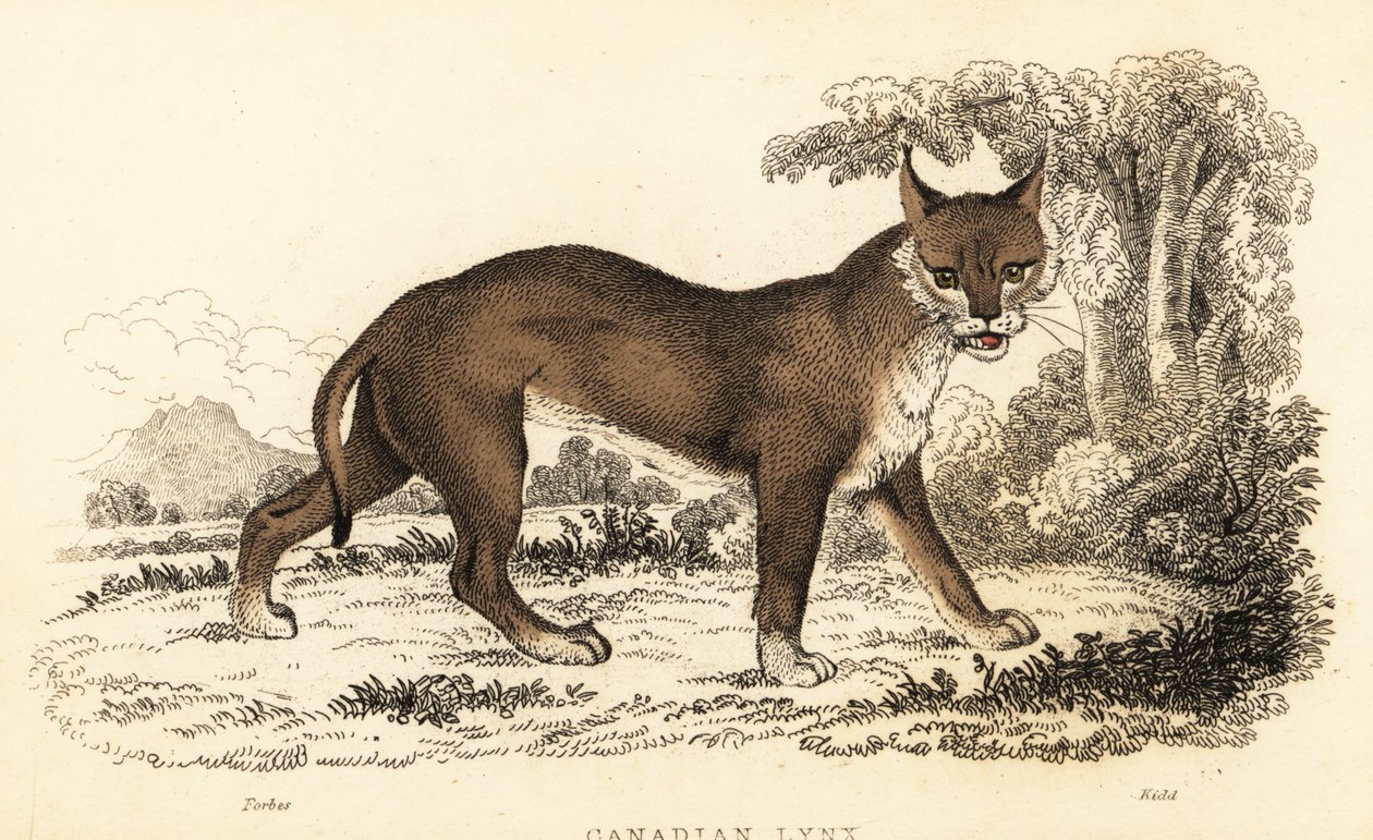 Canadisk los, Lynx canadensis., 1834 (gravering) af William Alexander Forbes