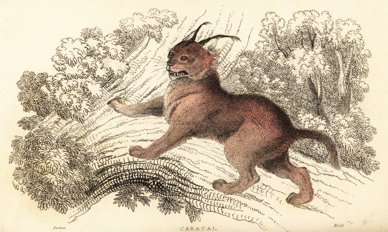 Caracal, Caracal Caracal., 1834 (gravering) af William Alexander Forbes