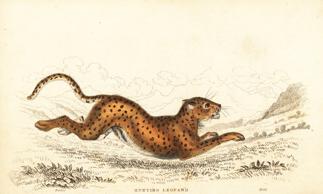 Gepard, Acinonyx jubatus., 1834 (gravering) af William Alexander Forbes