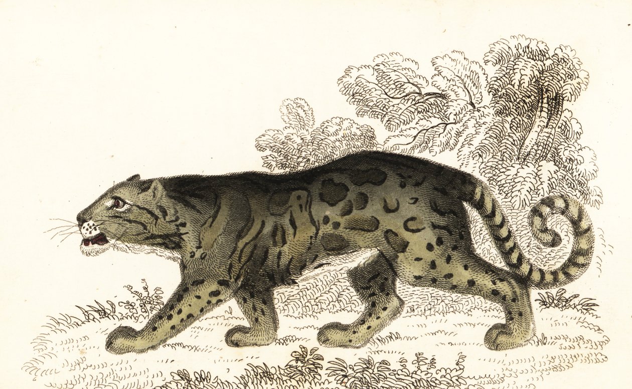 Skyet leopard, Neofelis nebulosa., 1834 (gravering) af William Alexander Forbes