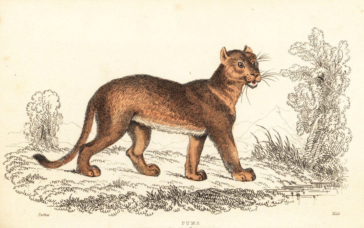 Cougar, Puma concolor., 1834 (gravering) af William Alexander Forbes
