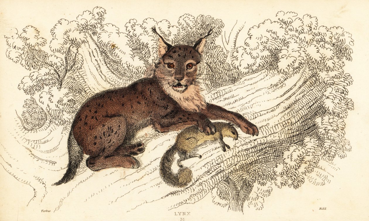 Eurasisk los, Lynx los., 1834 (gravering) af William Alexander Forbes