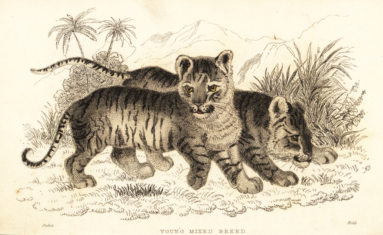 Hybrid løve og tiger unger. ,1834 (gravering) af William Alexander Forbes