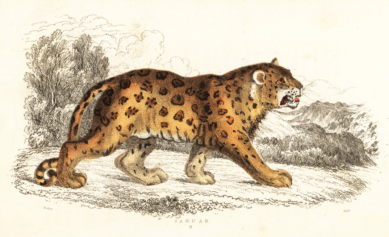 Jaguar, Panthera onca., 1834 (gravering) af William Alexander Forbes