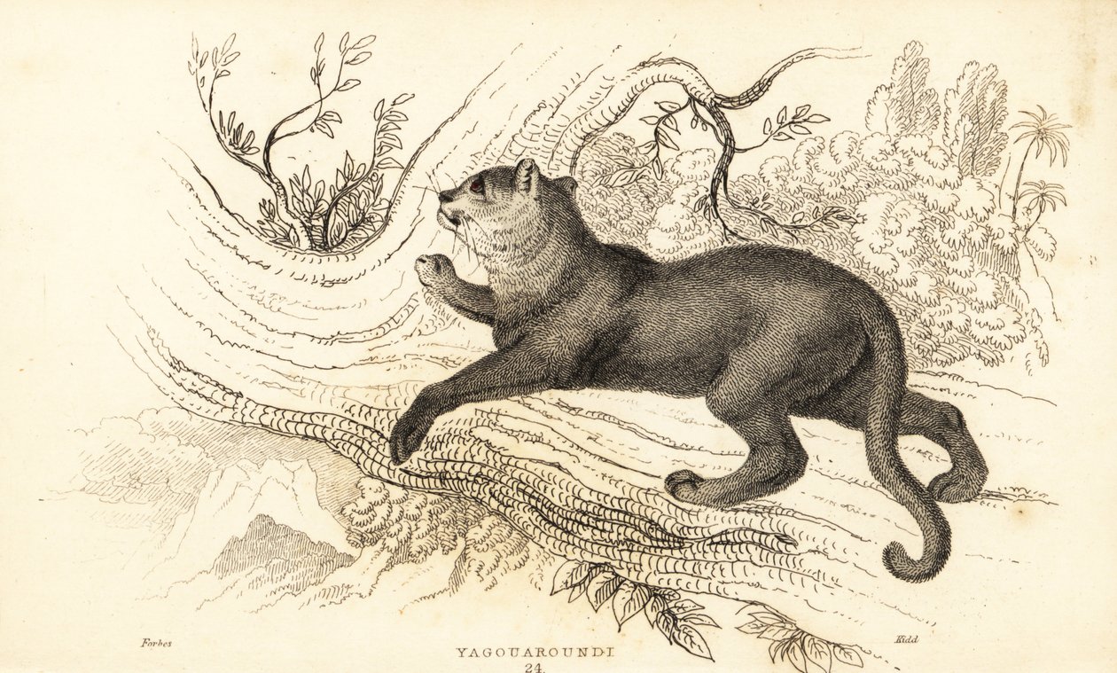 Jaguarandi, puma respekterer., 1834 (Ngaraving) af William Alexander Forbes