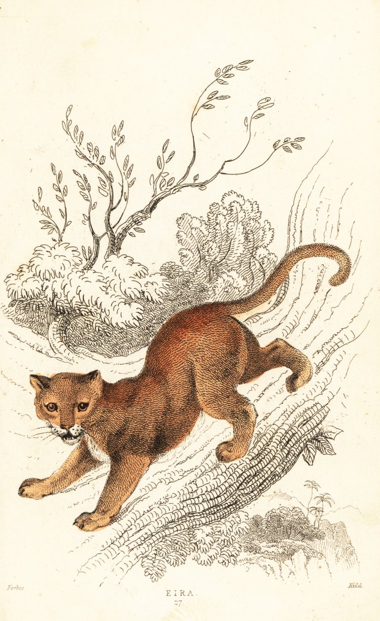 Jaguarandi, puma respekterer., 1834 (Ngaraving) af William Alexander Forbes