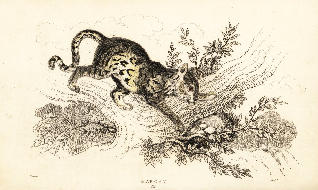 Margay, Leopardus wiedii., 1834 (gravering) af William Alexander Forbes