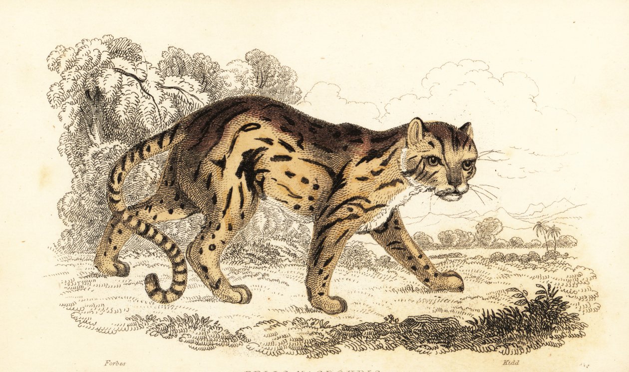 Margay, lærte Leopard. ,1834 (gravering) af William Alexander Forbes