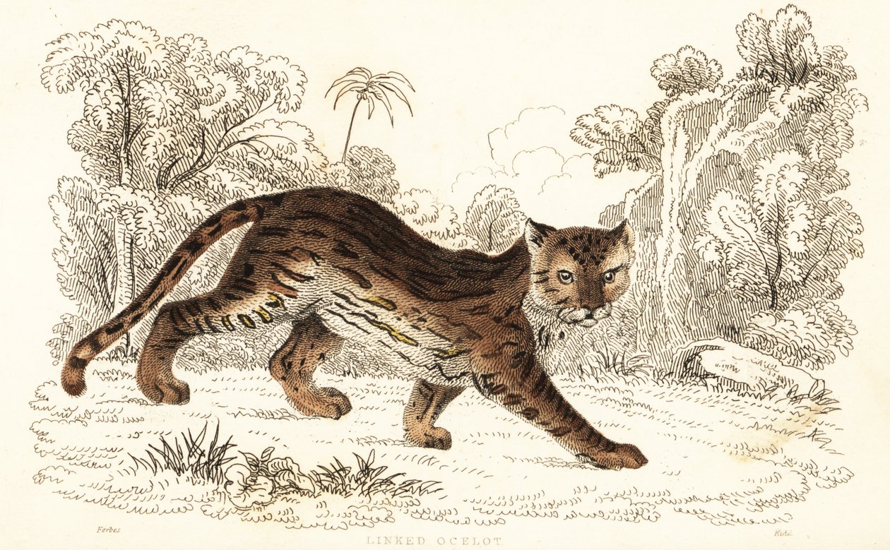 Margay, Leopardus wiedii catenata. , 1834 (gravering) af William Alexander Forbes