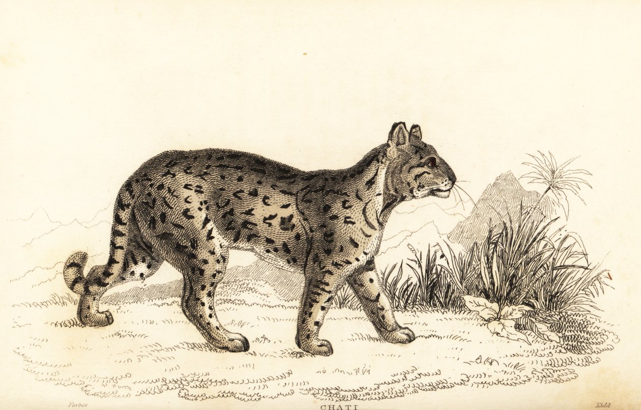 Ocelot, den blide leopard. , 1834 (gravering) af William Alexander Forbes