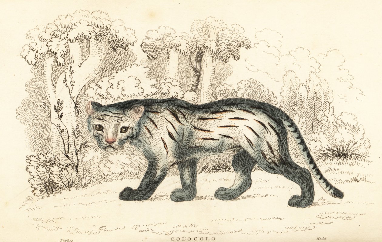 Pampaskat eller pantanal, Leopardus colocola. ,1834 (gravering) af William Alexander Forbes