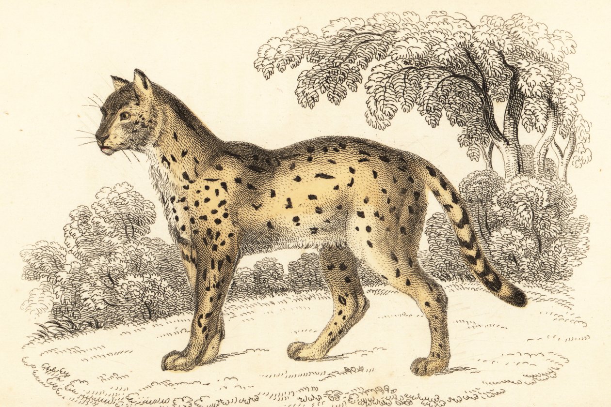 Serval, Leptailurus serval., 1834 (gravering) af William Alexander Forbes