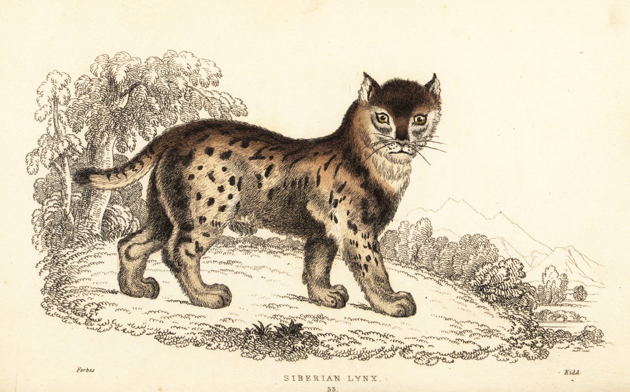 Sibirisk los, Lynx lynx wrangeli (Felis lynx), 1834 (gravering) af William Alexander Forbes