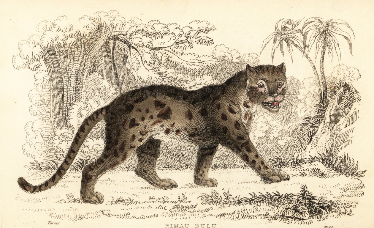 Sunda leopardkat, Prionailurus bengalensis subsp. sumatranus. ,1834 (gravering) af William Alexander Forbes