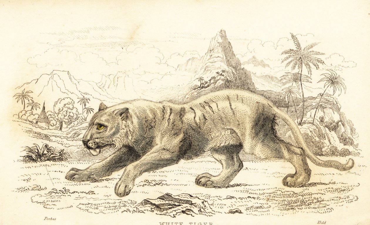 Hvid tiger, Panthera tigris tigris. truet. ,1834 (gravering) af William Alexander Forbes