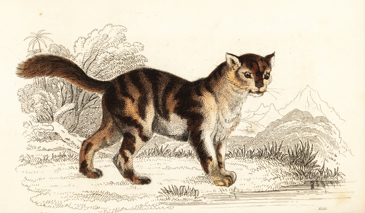 Vild skildpaddeskat fra Sydamerika, Felis catus. ,1834 (gravering) af William Alexander Forbes