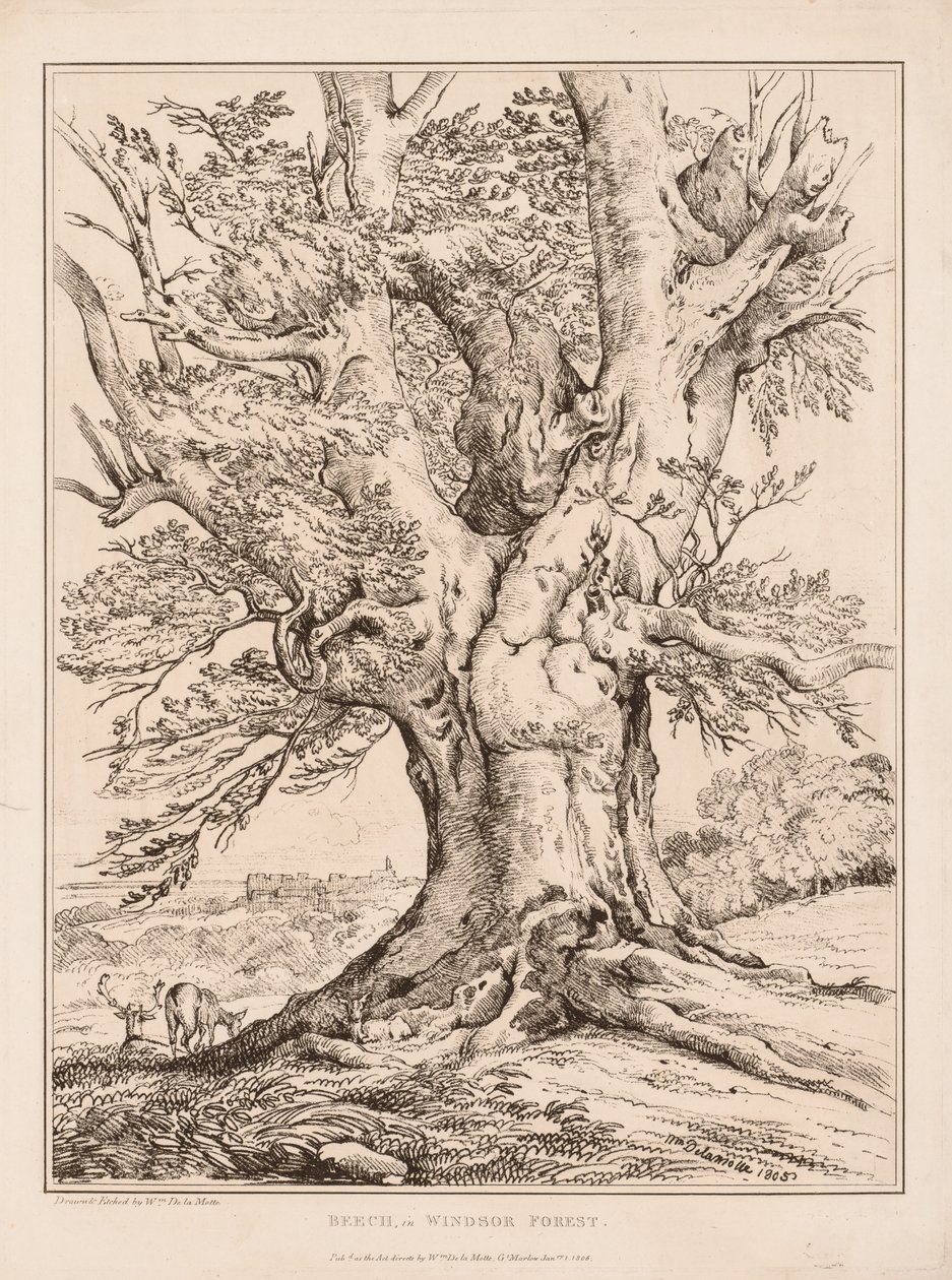 Bøg i Windsor Forest, 1805. af William Alfred Delamotte