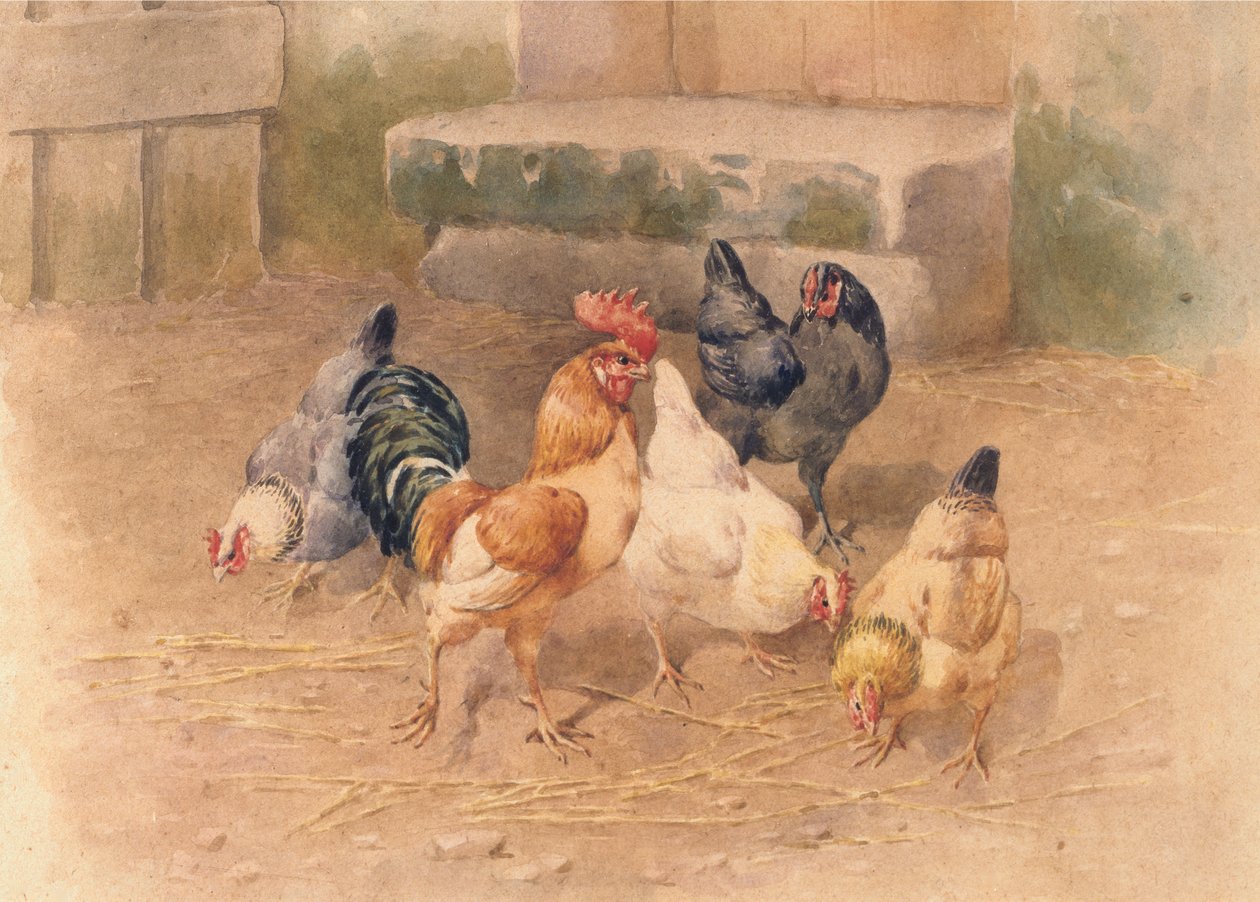 Kyllinger (akvarel med kropsfarve på papir) af William Baptiste Baird