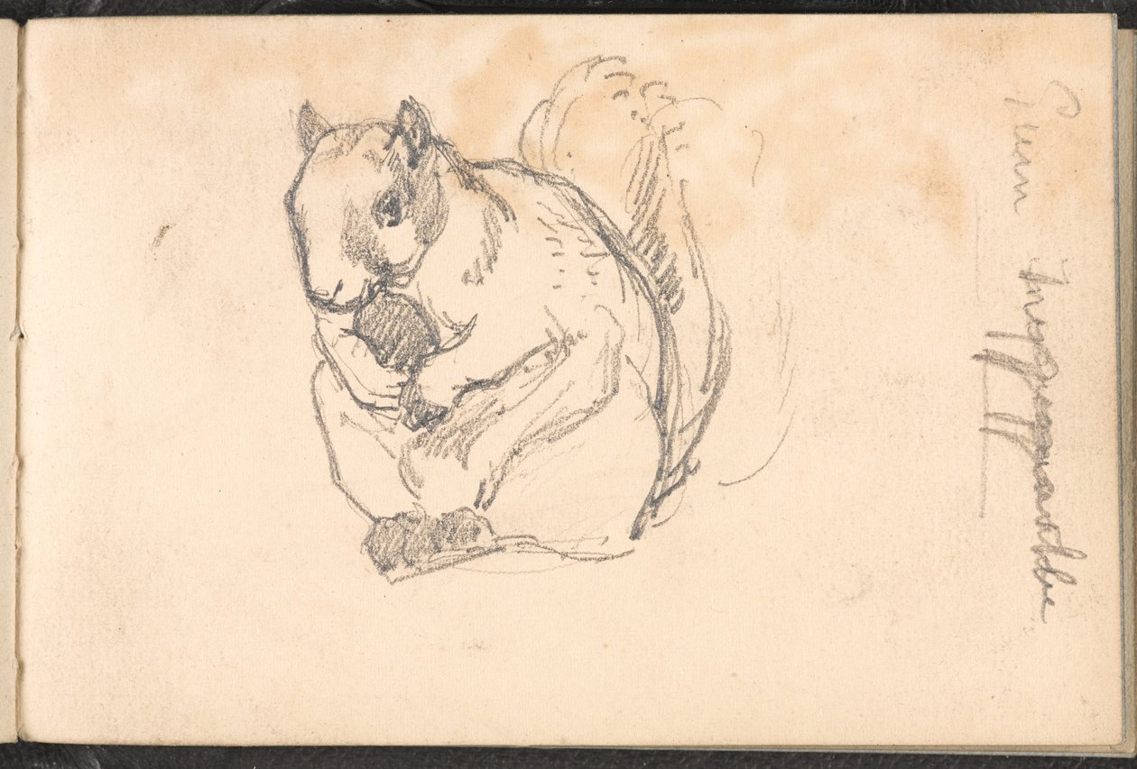 Skitse af et egern, 1879 ca af William Barnes Wollen