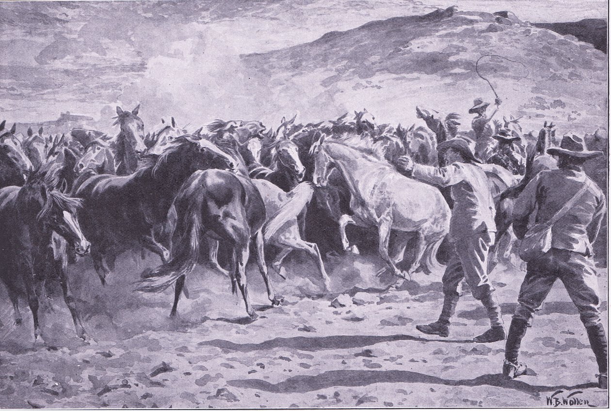 Fangsten af hestene i Brandwater-distriktet nær Fouriesburg: afrunding af flokken, illustration fra After Pretoria: The Guerilla War, 1902 af William Barnes Wollen