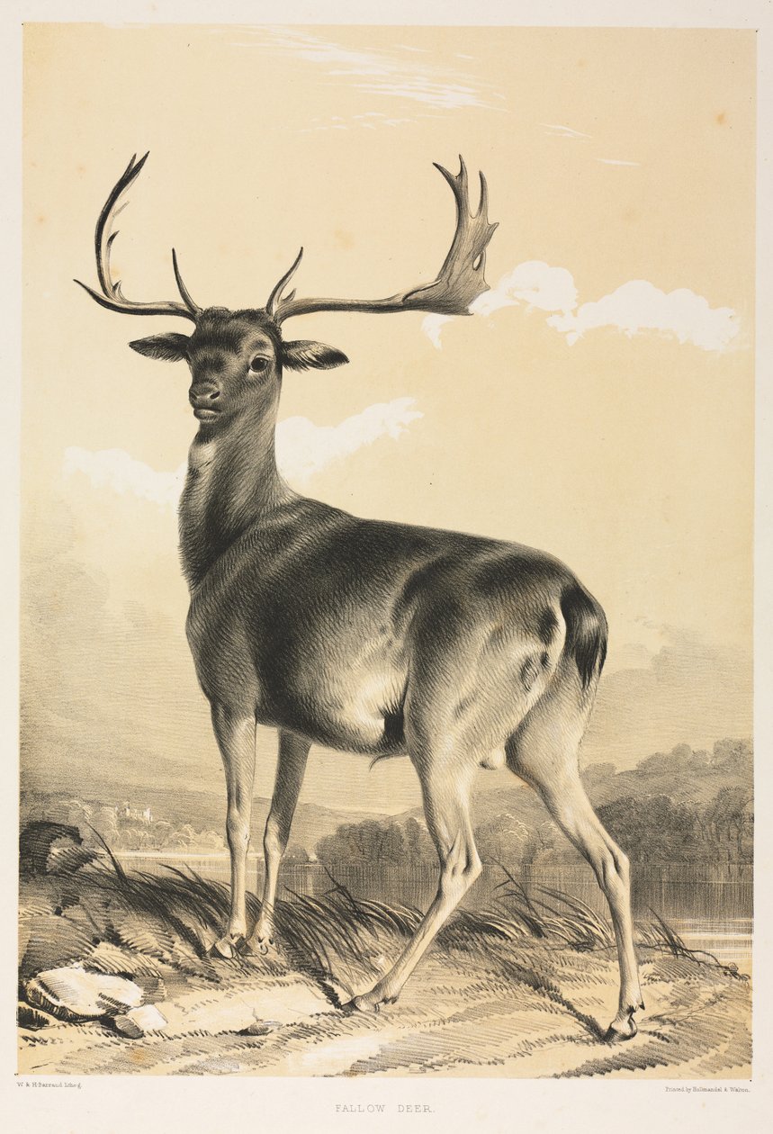 Dådyr. af William Barraud