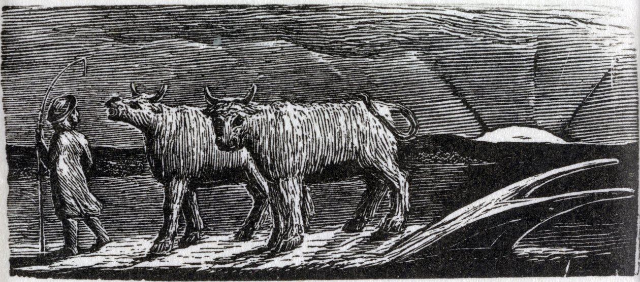 Unyoked Heifers Loitering Homeward, illustration fra Dr. Thorntons 