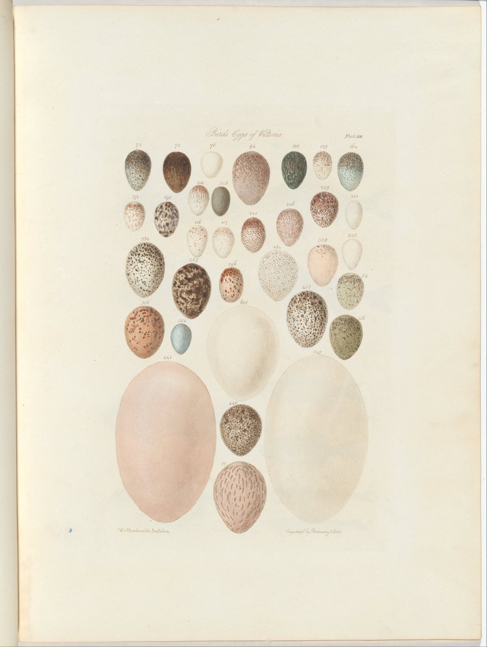 Fugleæg fra Victoria. Den upublicerede folio Australia Terra Cognita af William Blandowski. 1855-56 af William Blandowski