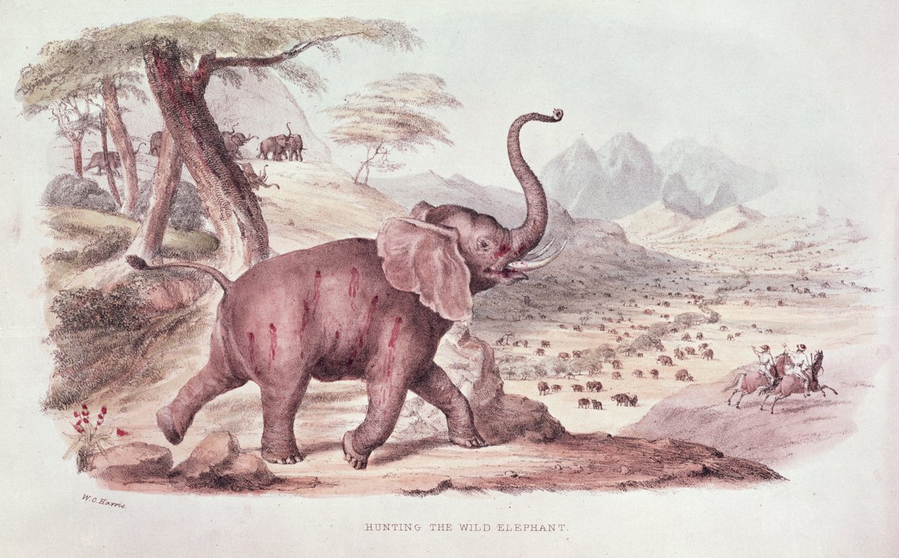 Hunting the Wild Elephant, illustration fra 