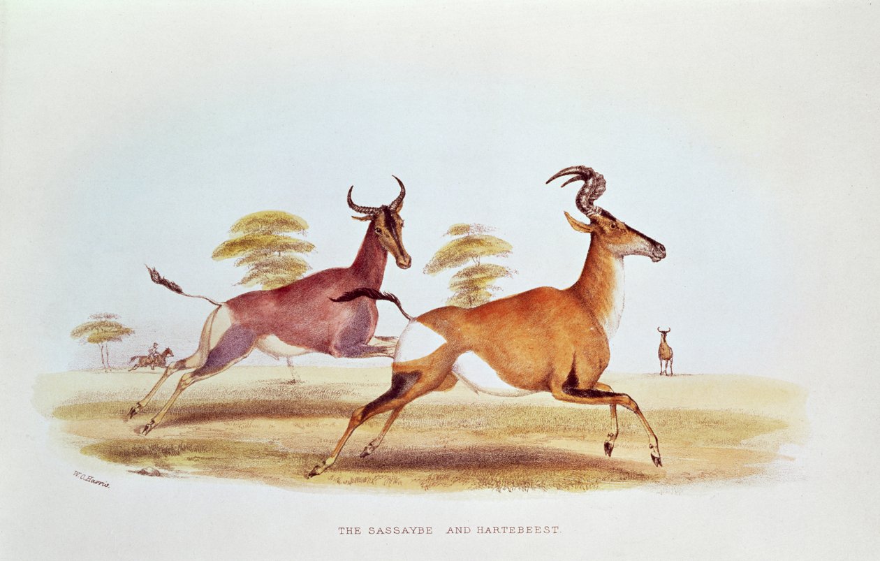 The Sassaybe and the Hartebeest, illustration fra 