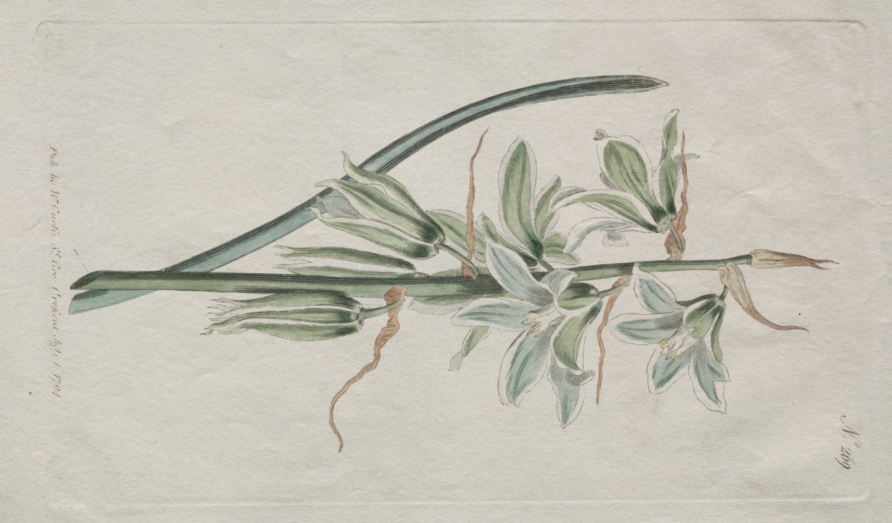 Det botaniske magasin eller blomsterhave vist: Bethlehemsstjerne af William Curtis