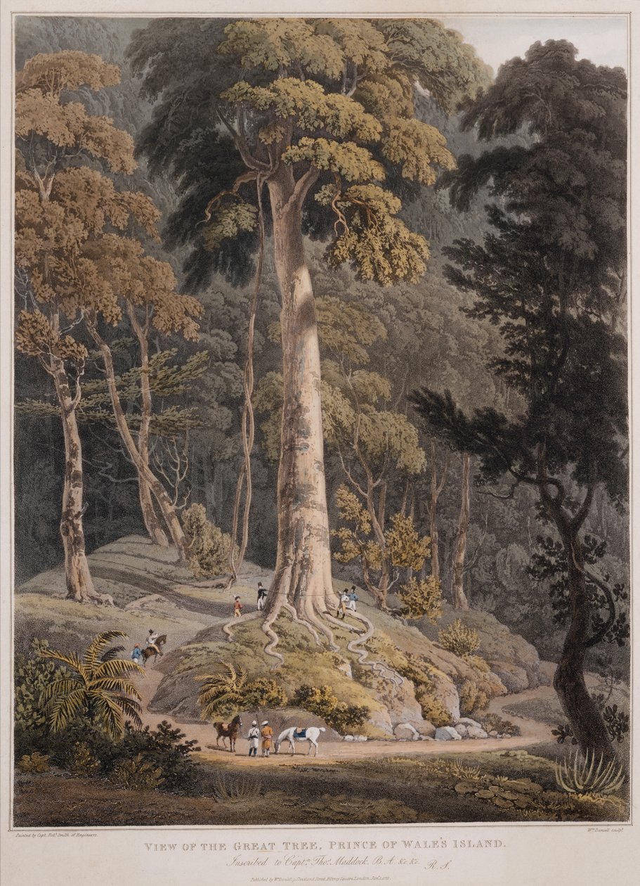 Udsigt over det store træ, Prince of Wales Island af William Daniell