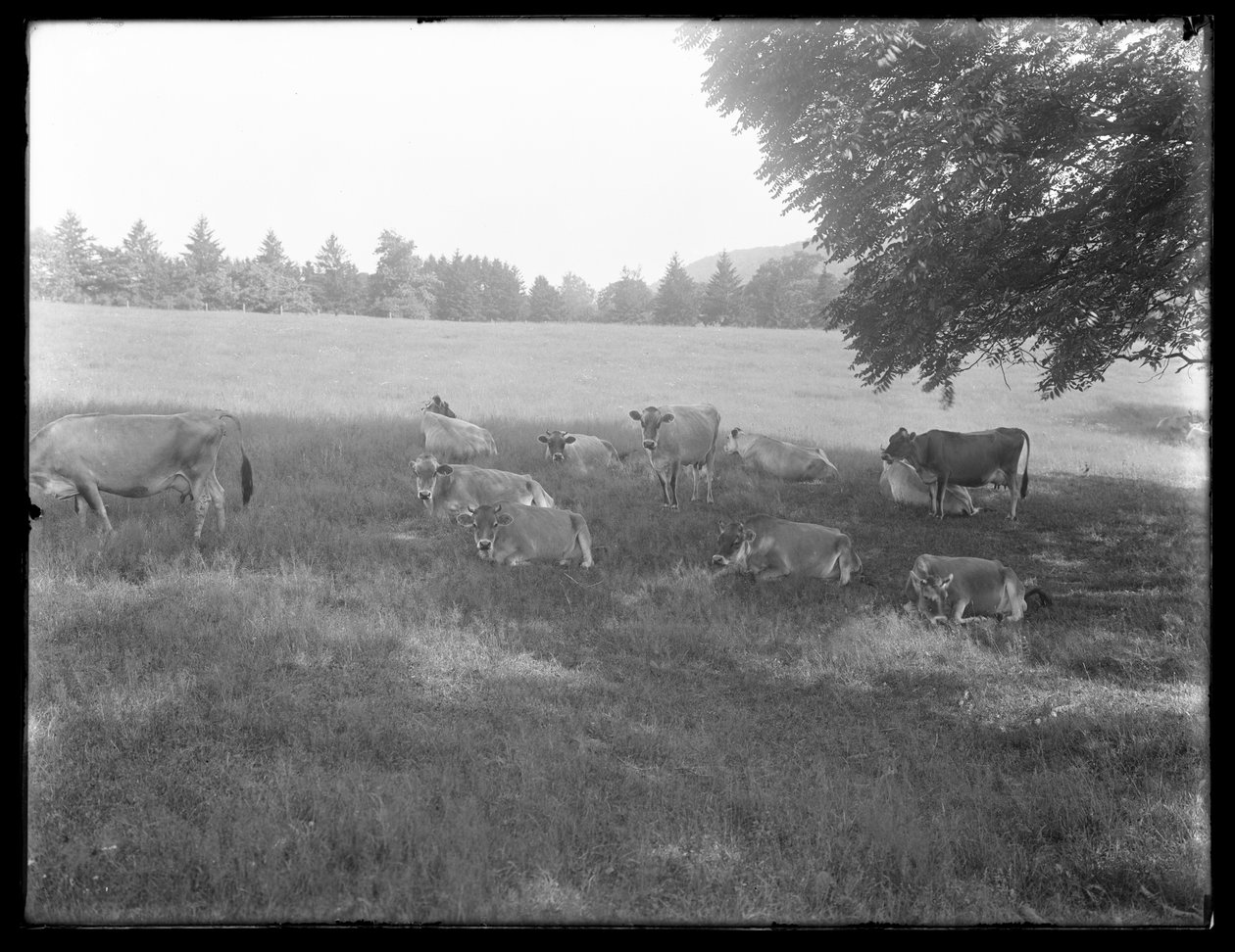Køer hviler under et træ, sandsynligvis McCready Farm, Crawford County, Pennsylvania, ca. 1913 af William Davis Hassler