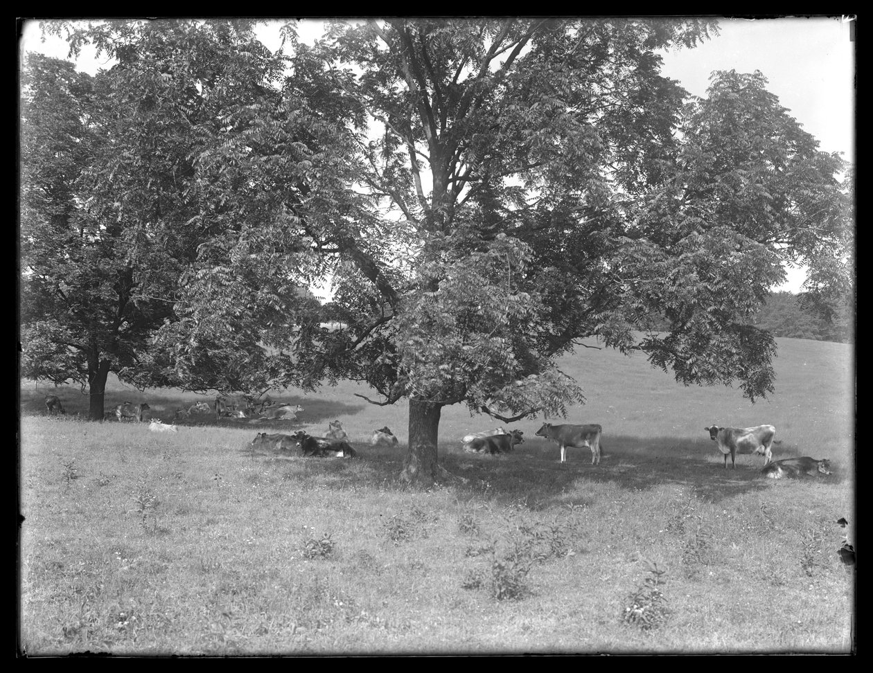 Køer hviler under et træ, sandsynligvis McCready Farm, Crawford County, Pennsylvania, ca. 1913 af William Davis Hassler
