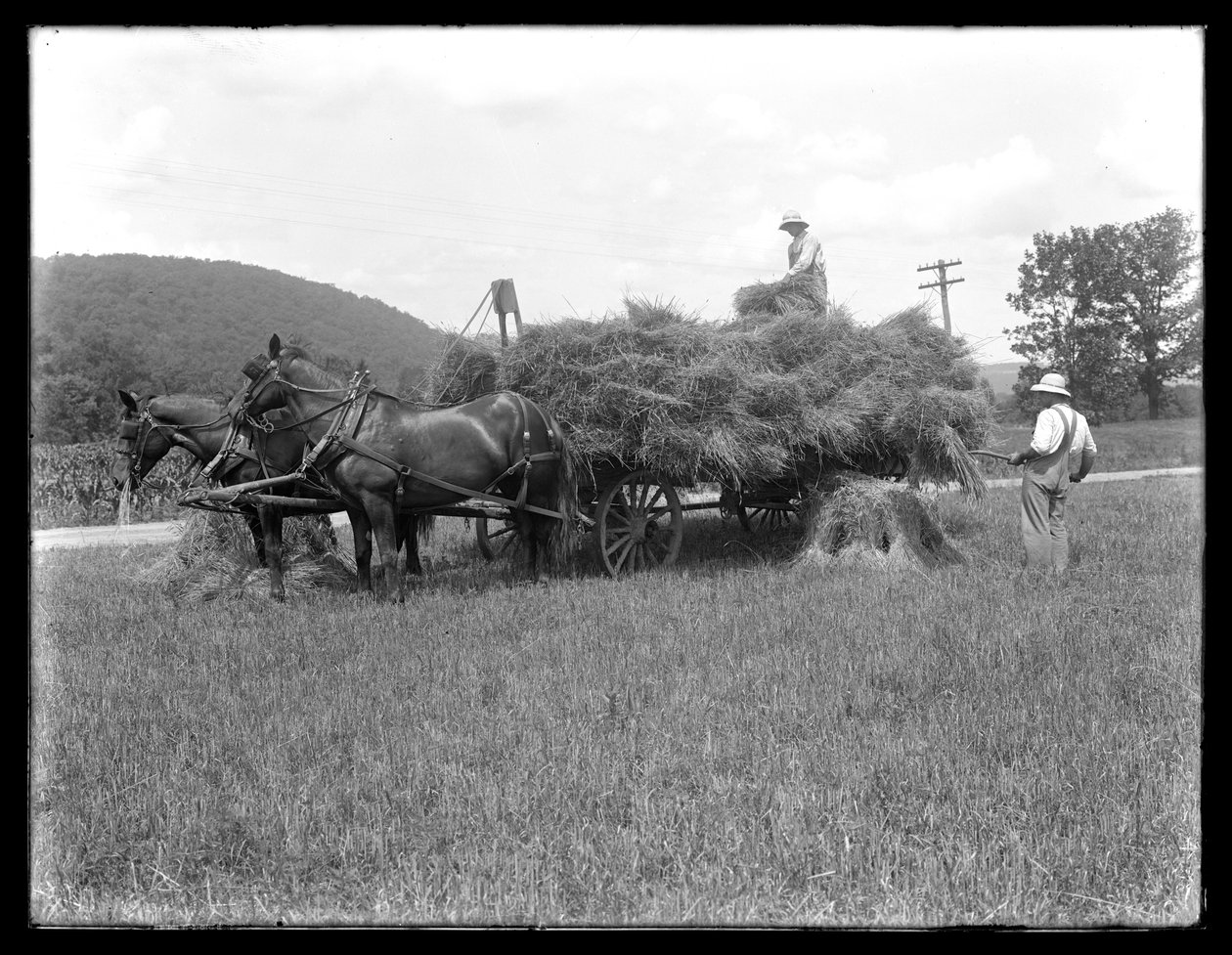 To mænd læsser hvedeblade på en hestetrukket vogn, sandsynligvis McCready Farm, Crawford County, Pennsylvania, ca. 1913 af William Davis Hassler