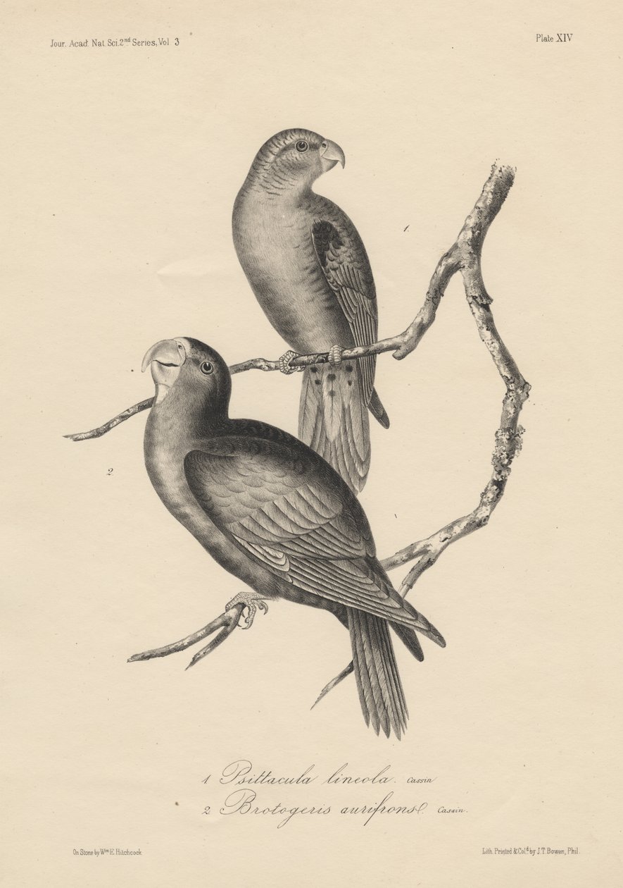1. Psittacula lineola og 2. Brotogeris aurifrons, litografi af J.T. Bowen, 1850 af William E. Hitchcock