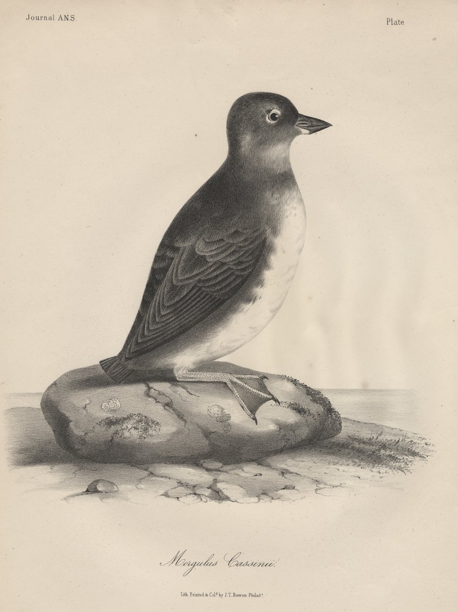 Megalus Cassinii, litho af J.T. Bowen, 1850 af William E. Hitchcock