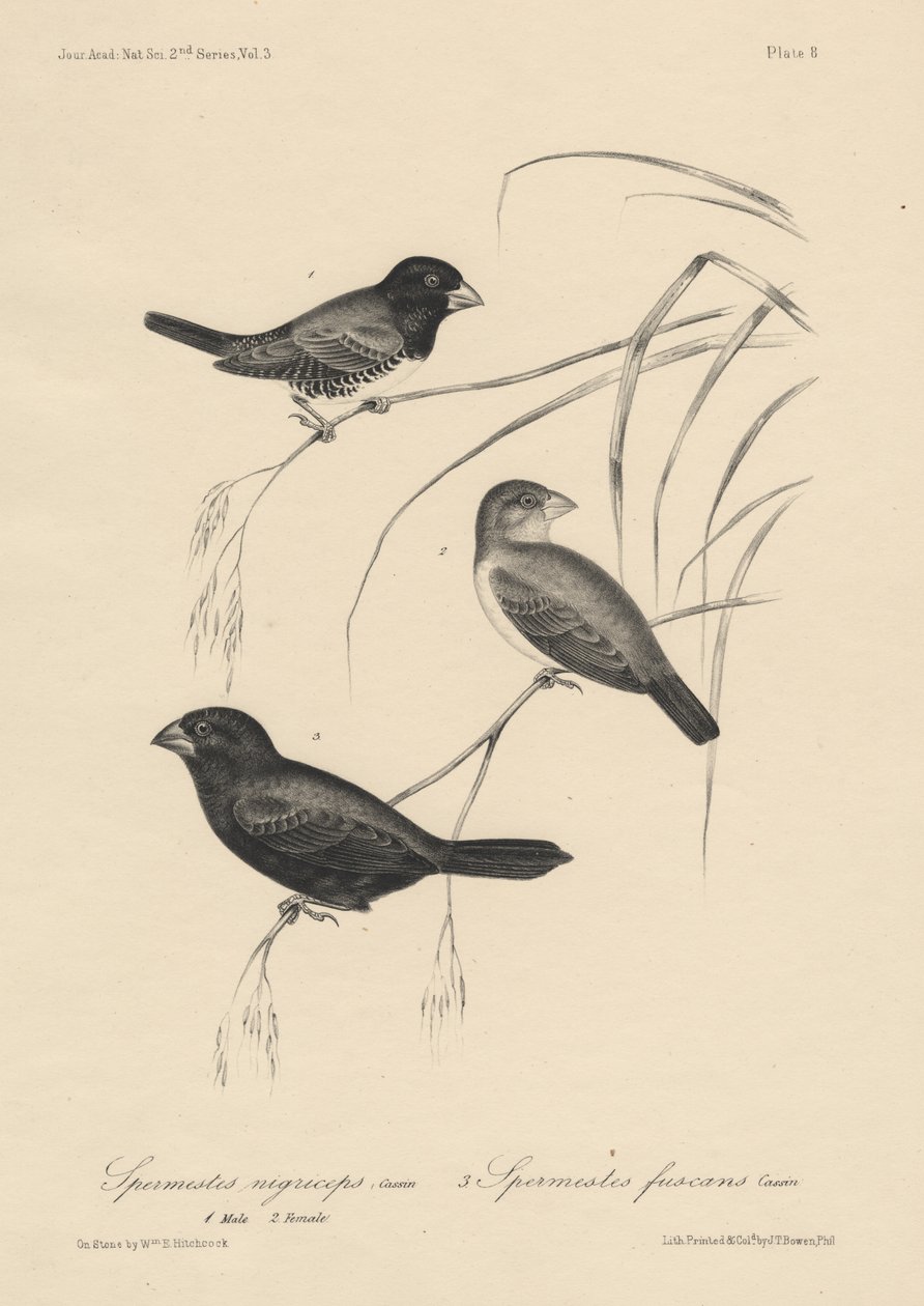 Spermestes Nigriceps (han og hun) og Spermestes Fuscans, litho af J.T. Bowen, 1850 af William E. Hitchcock